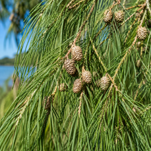 Casuarina equisetifolia