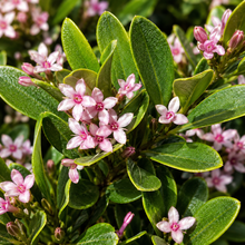Myoporum parvifolium