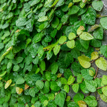 Ficus pumila
