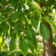 Celtis occidentalis