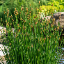 Juncus usitatus Common Rush