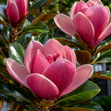 Magnolia Cleopatra