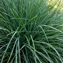 Poa labillardieri
