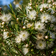 Leptospermum laevigatum