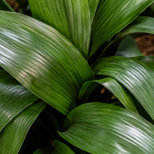 Aspidistra elatior