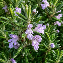 Westringia fruticosa