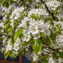 Pyrus calleryana Chanticleer