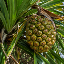 Pandanus pedunculatus