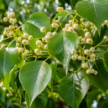 Triadica sebifera