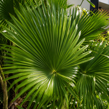 Livistona chinensis