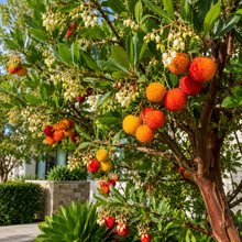 Arbutus canariensis