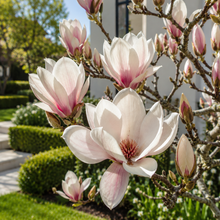 Magnolia Cameo