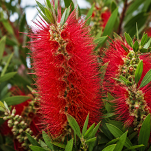 Callistemon viminalis