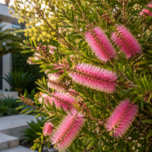 Callistemon Candy Pink