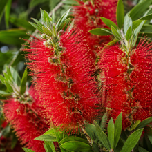 Callistemon citrinus Endeavour