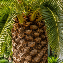 Phoenix canariensis