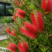 Callistemon viminalis Captain Cook