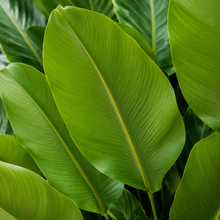 Calathea lutea