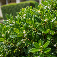 Myoporum parvifolium Broad Leaf