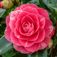 Camellia japonica CM Hovey