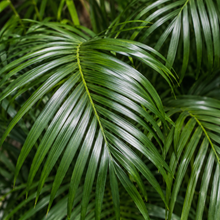 Chamaedorea atrovirens