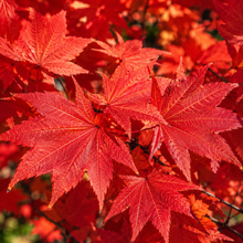 Acer rubrum Fairview Flame