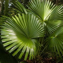 Livistona nitida