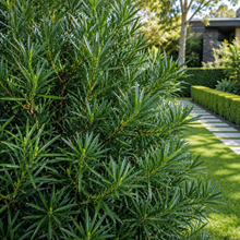 Podocarpus elatus