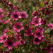 Leptospermum scoparium Burgundy Queen