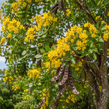 Caesalpinia ferrea