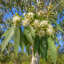 Eucalyptus mannifera