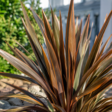 Phormium Bronze Warrior