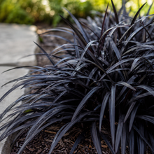 Ophiopogon planiscapus Nigrescens