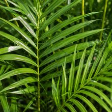 Chamaedorea seifrizii Florida Form