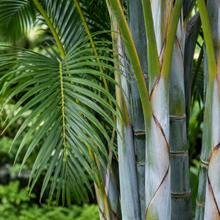 Dypsis cabadae