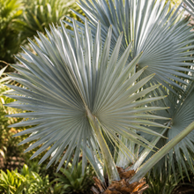Bismarckia nobilis