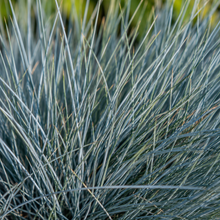 Festuca glauca
