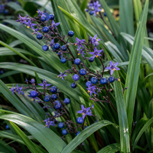 Dianella caerulea