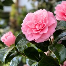 Camellia sasanqua Beatrice Emily