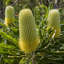 Banksia integrifolia