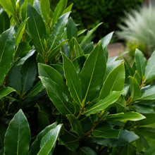 Laurus nobilis