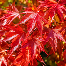 Acer x. freemanii Autumn blaze