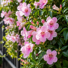 Pandorea jasminoides Bower of Beauty