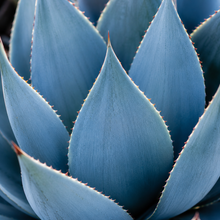 Agave Blue Glow