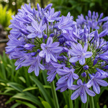 Agapanthus Baby Periwinkle