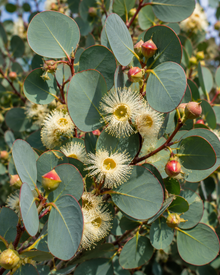 Eucalyptus bridgesiana