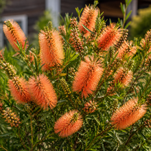 Melaleuca fulgens