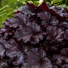 Heuchera Black Forest Cake