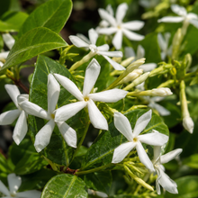 Trachelospermum asiaticum