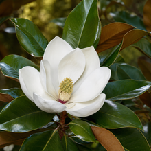 Magnolia grandiflora Alta